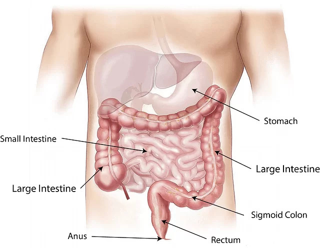 1. tuseu rectal - sistemul digestiv